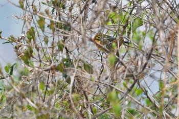 ソウシチョウ 城山公園(神奈川県) 2023年3月30日(木)