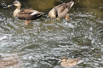 2023年3月31日(金) 湯河原の野鳥観察記録