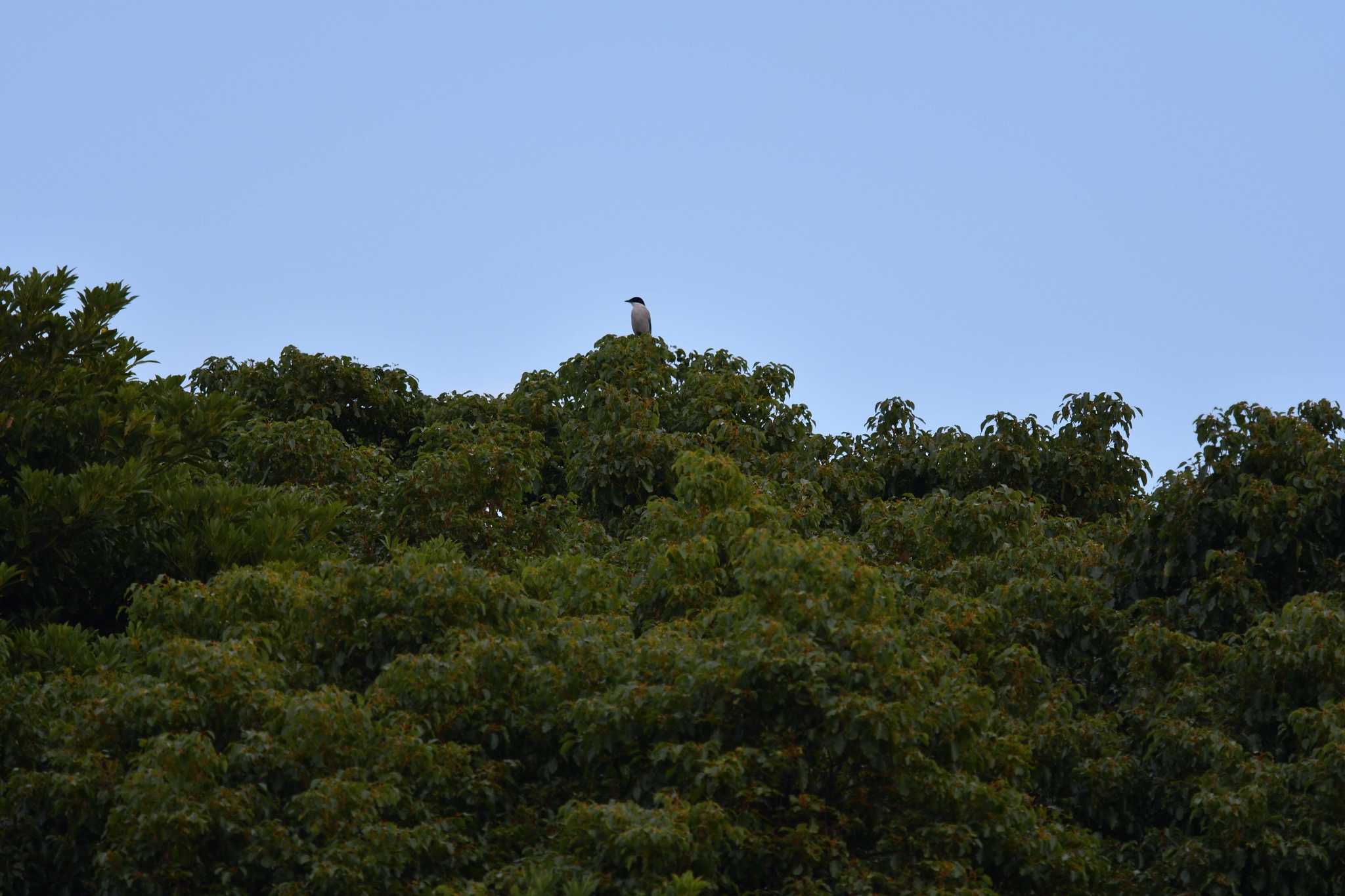 Azure-winged Magpie