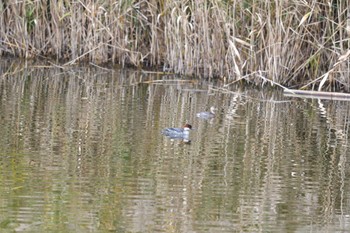 ミコアイサ 葛西臨海公園 2022年11月5日(土)