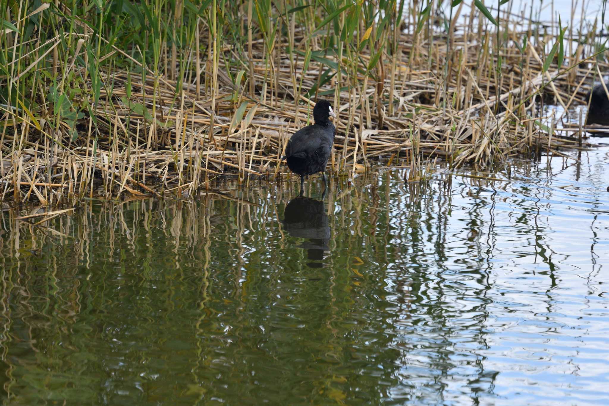 Eurasian Coot