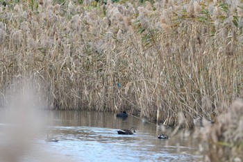 カワセミ 葛西臨海公園 2022年11月5日(土)