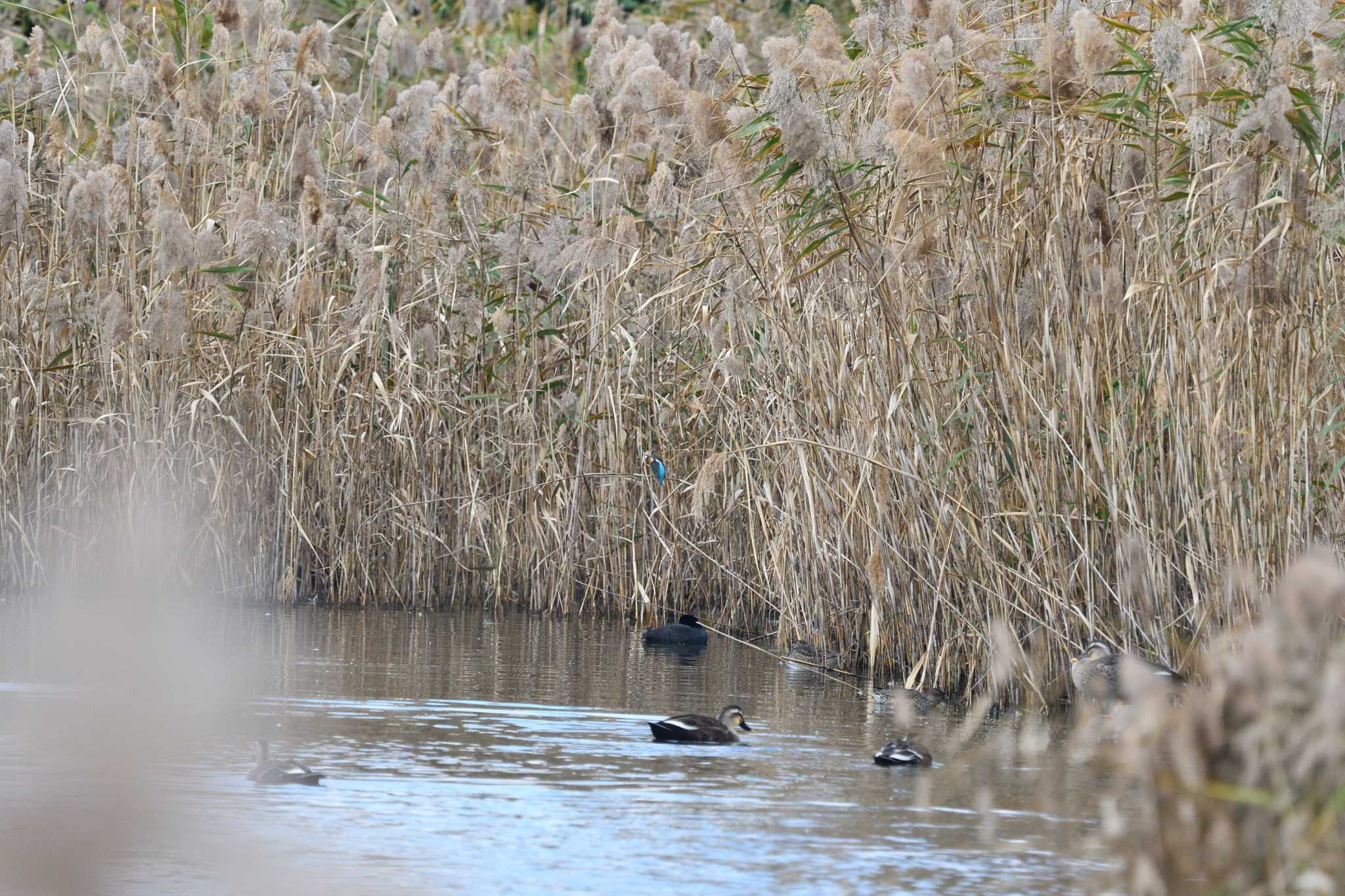 Common Kingfisher