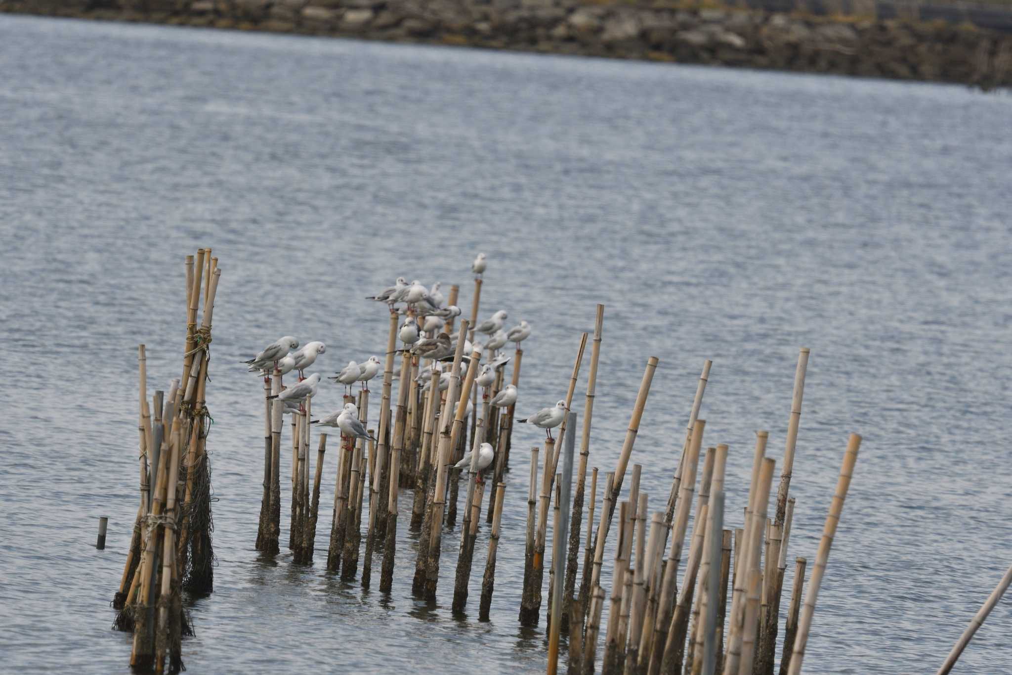 Black-headed Gull