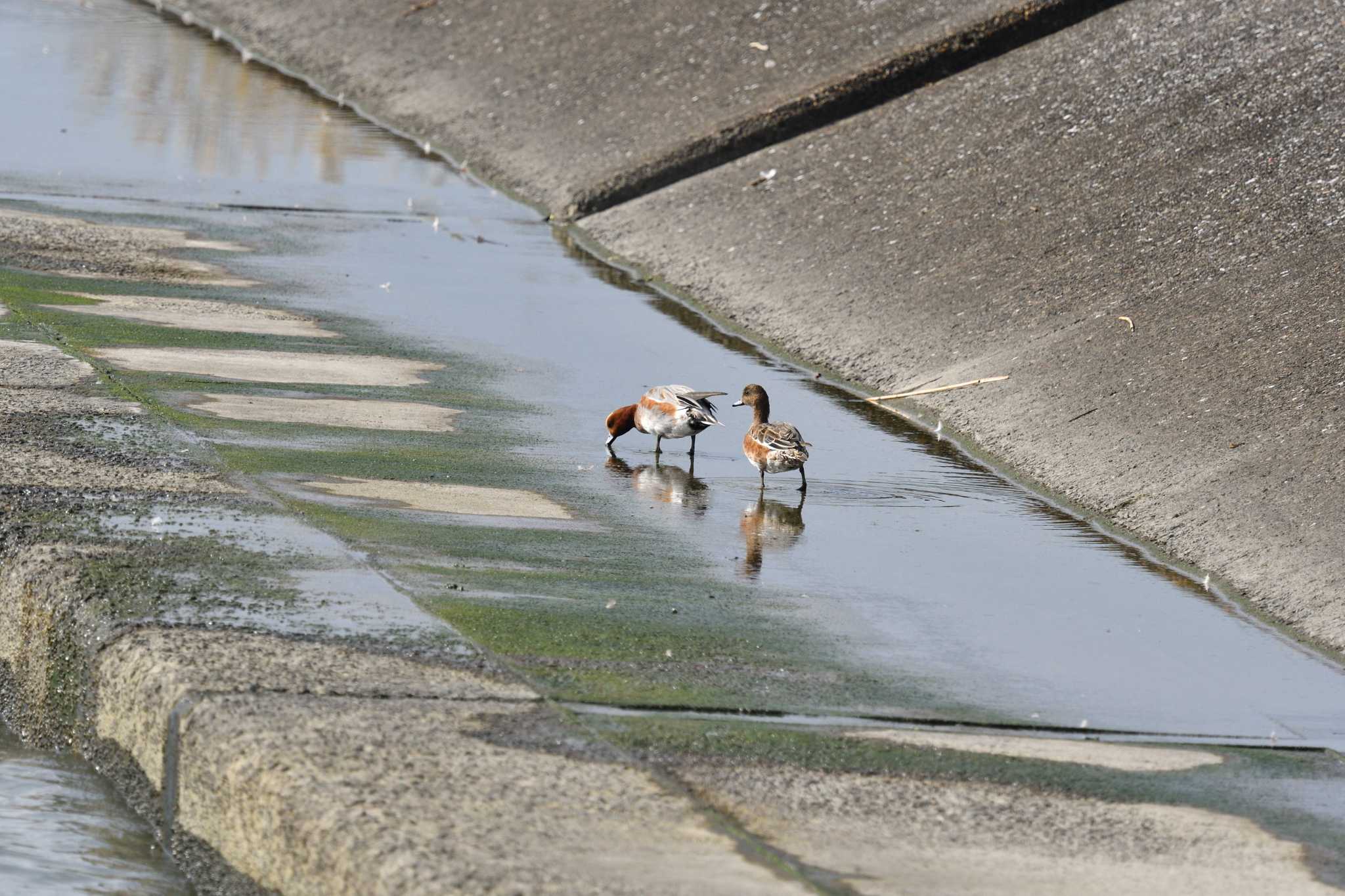 Photo of Eurasian Wigeon at Kasai Rinkai Park by Masa