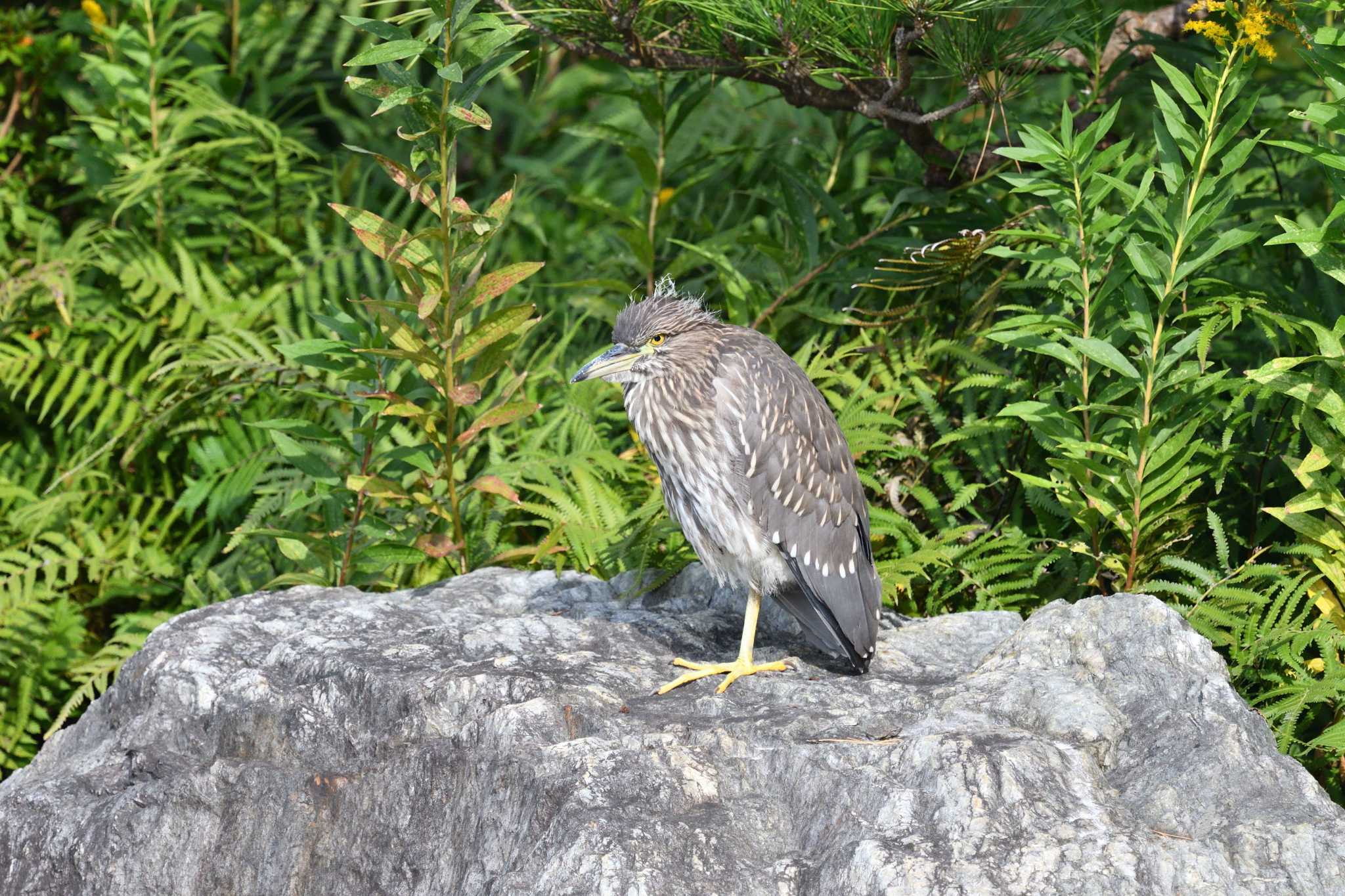 Black-crowned Night Heron