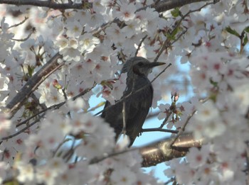 ヒヨドリ 袋井市 2023年4月1日(土)