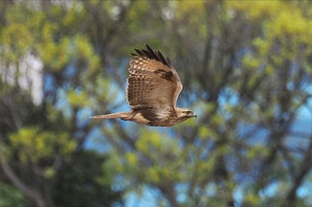 ノスリ 東京港野鳥公園 2023年4月2日(日)