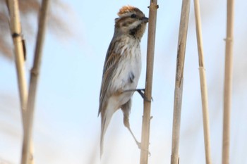 Common Reed Bunting 六郷橋緑地 Wed, 3/29/2023