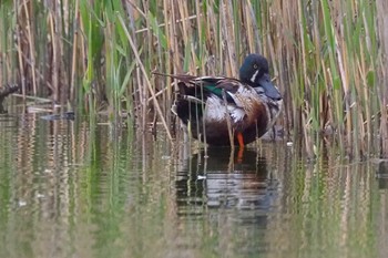 ハシビロガモ 葛西臨海公園 2023年4月2日(日)