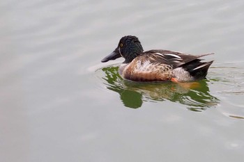 ハシビロガモ 葛西臨海公園 2023年4月2日(日)