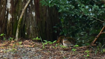 Pale Thrush 小國神社周辺 Sun, 4/2/2023