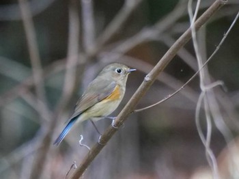 Red-flanked Bluetail 秩父 Mon, 4/3/2023