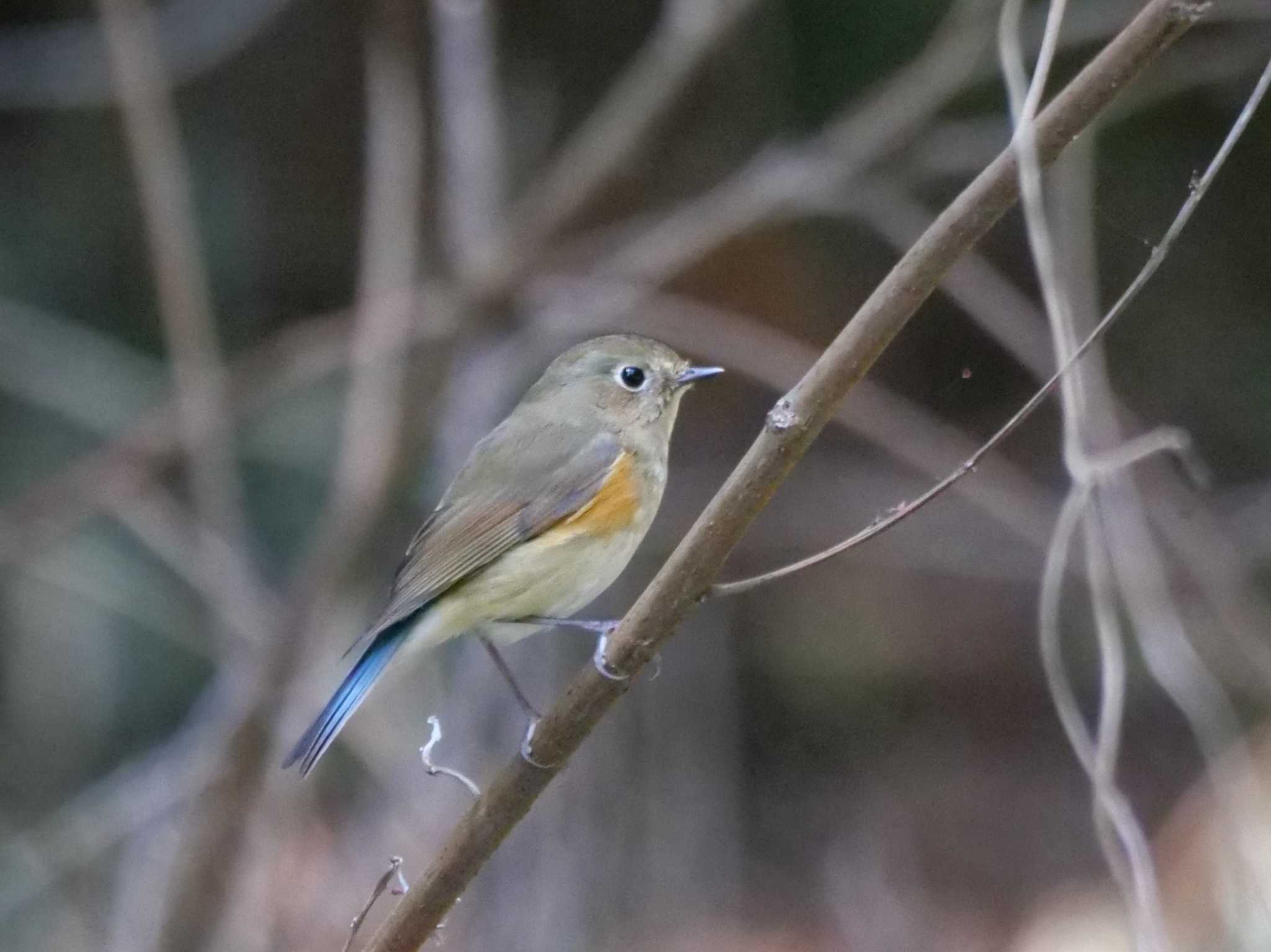 Photo of Red-flanked Bluetail at 秩父 by little birds