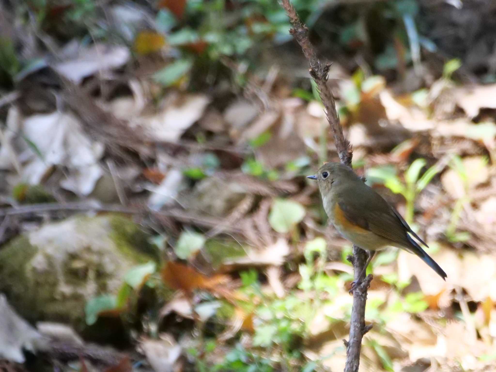 秩父 ルリビタキの写真 by little birds