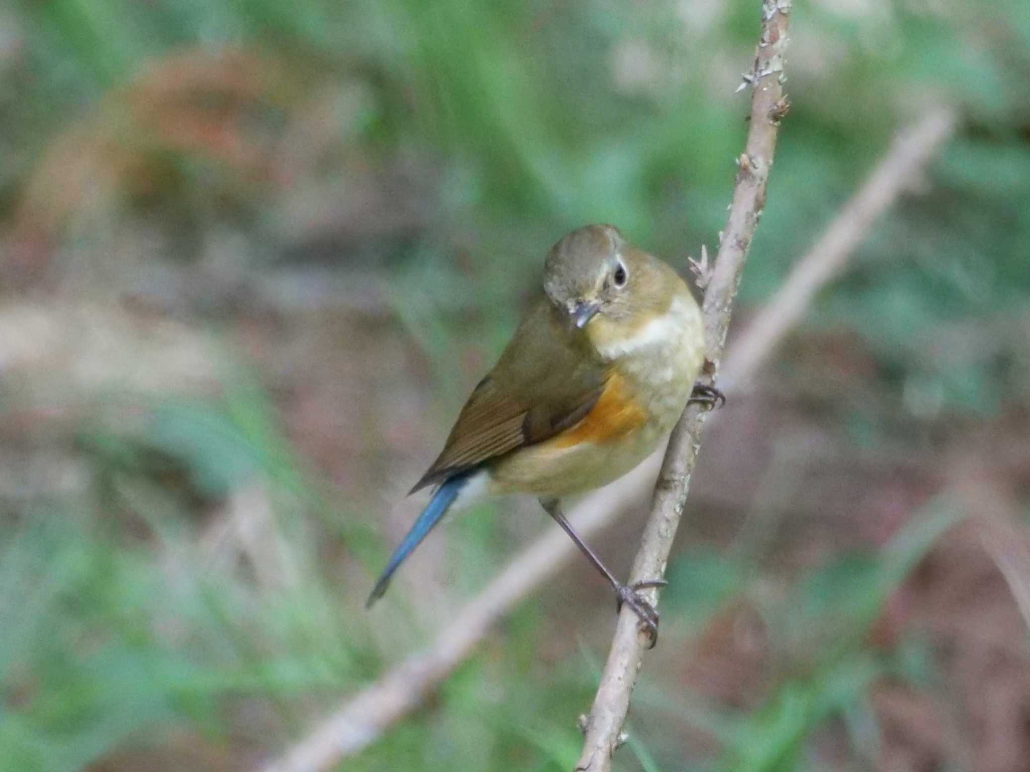 ルリビタキ3態。　もういないのかと思っていました。 by little birds