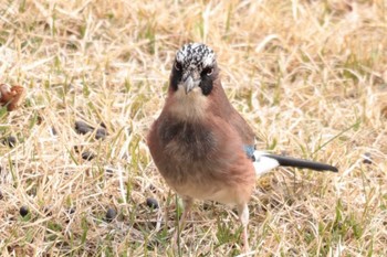 2023年4月5日(水) 埼玉県民の森の野鳥観察記録