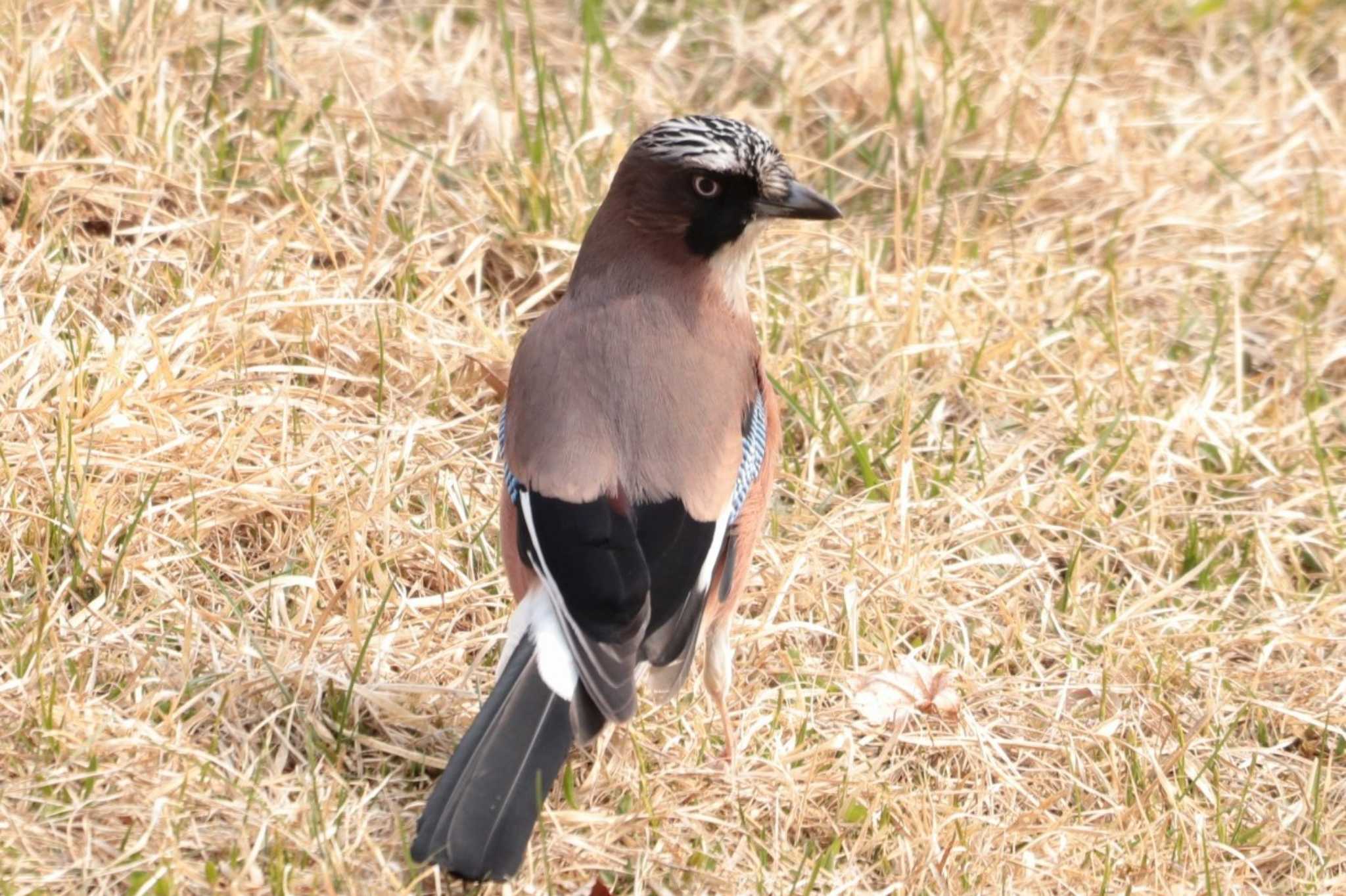 Eurasian Jay