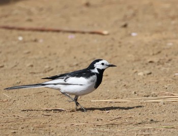 White Wagtail(leucopsis) 横浜市 Wed, 4/5/2023