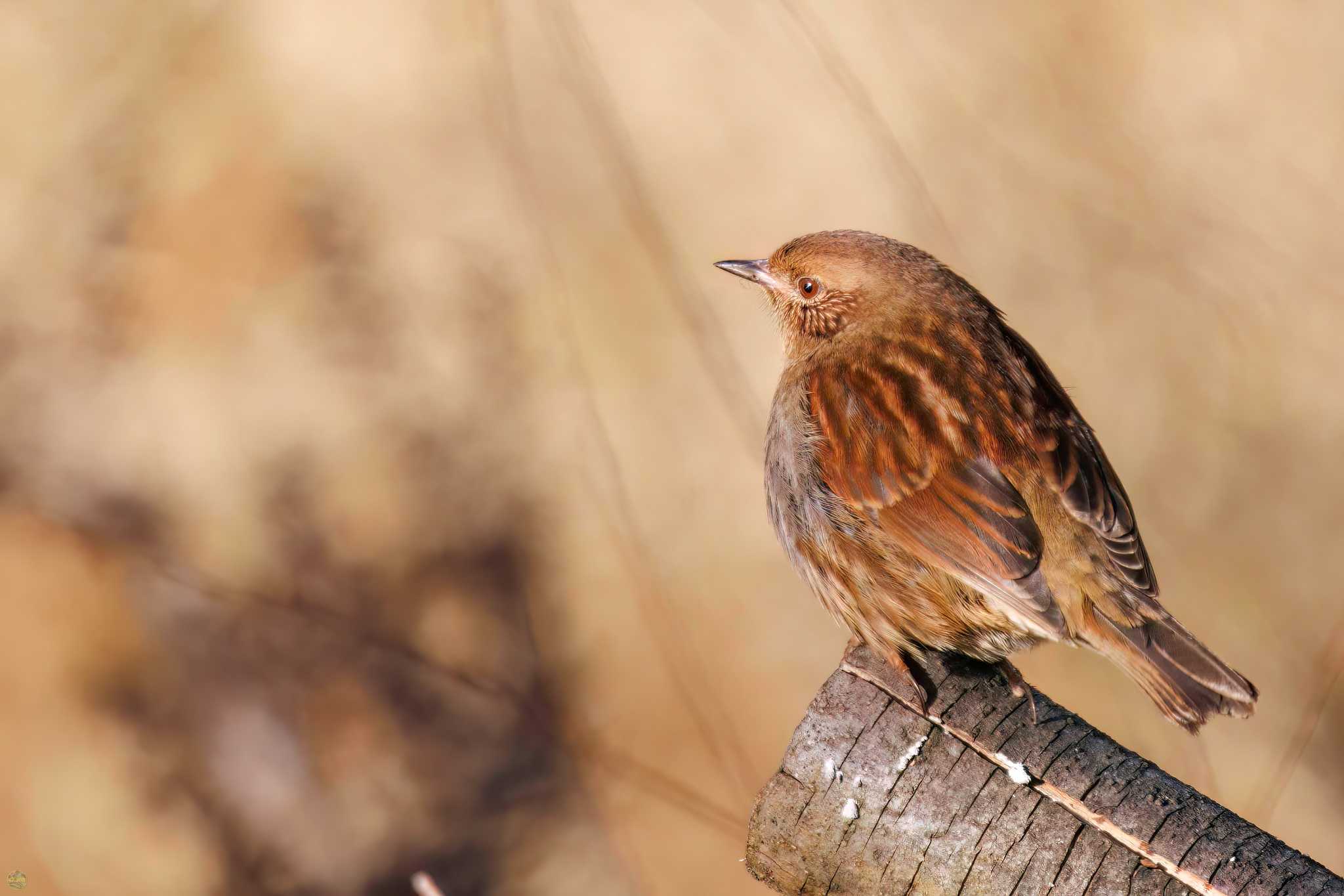 Photo of Japanese Accentor at Mt. Tsukuba by d3_plus