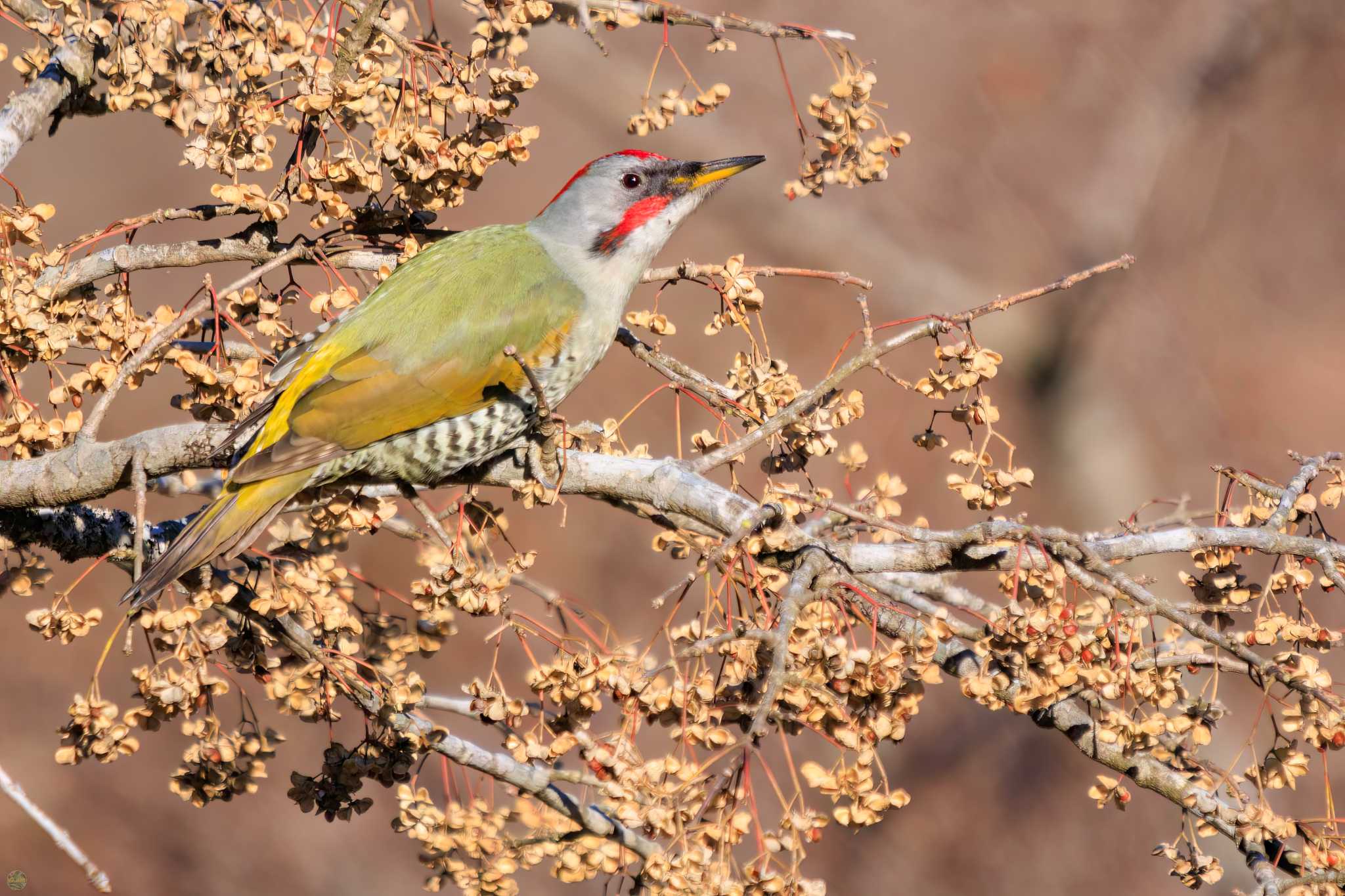 Photo of Japanese Green Woodpecker at Mt. Tsukuba by d3_plus