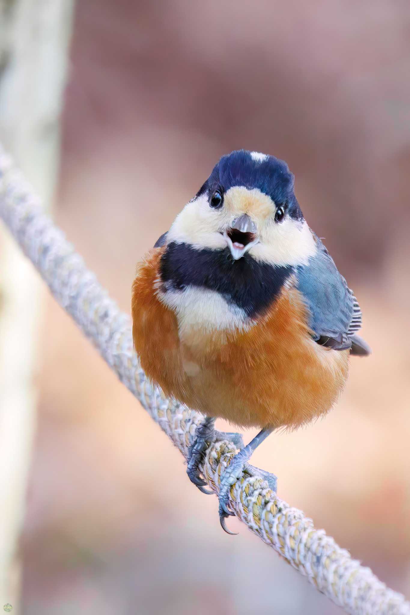 Photo of Varied Tit at Mt. Tsukuba by d3_plus