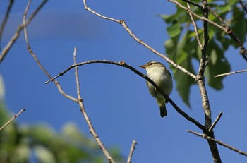 Eastern Crowned Warbler 兵庫県神戸市 Sun, 5/20/2018