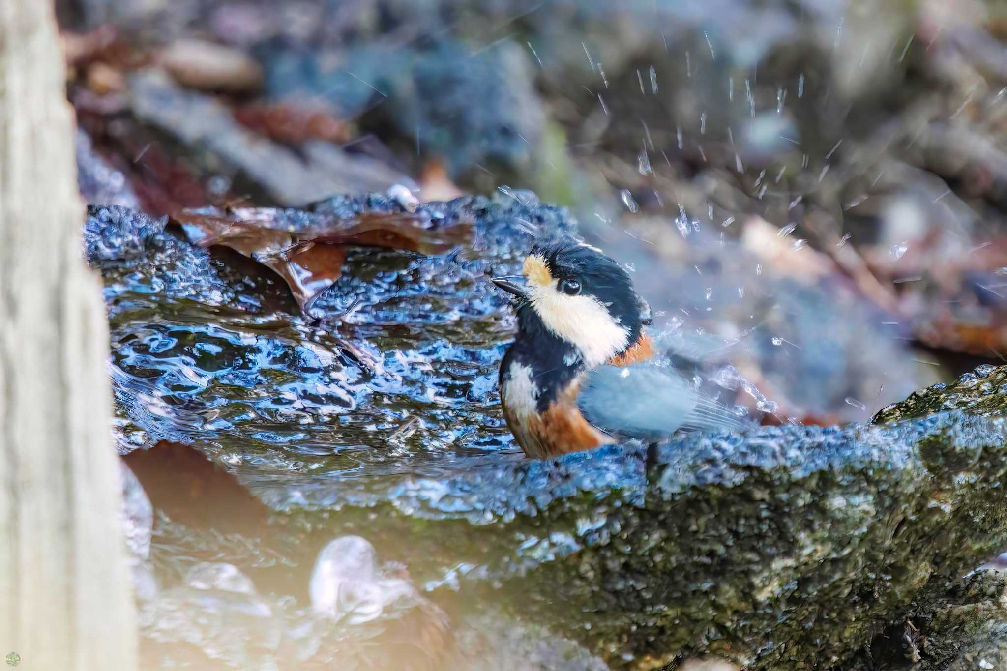 Photo of Varied Tit at Mt. Tsukuba by d3_plus