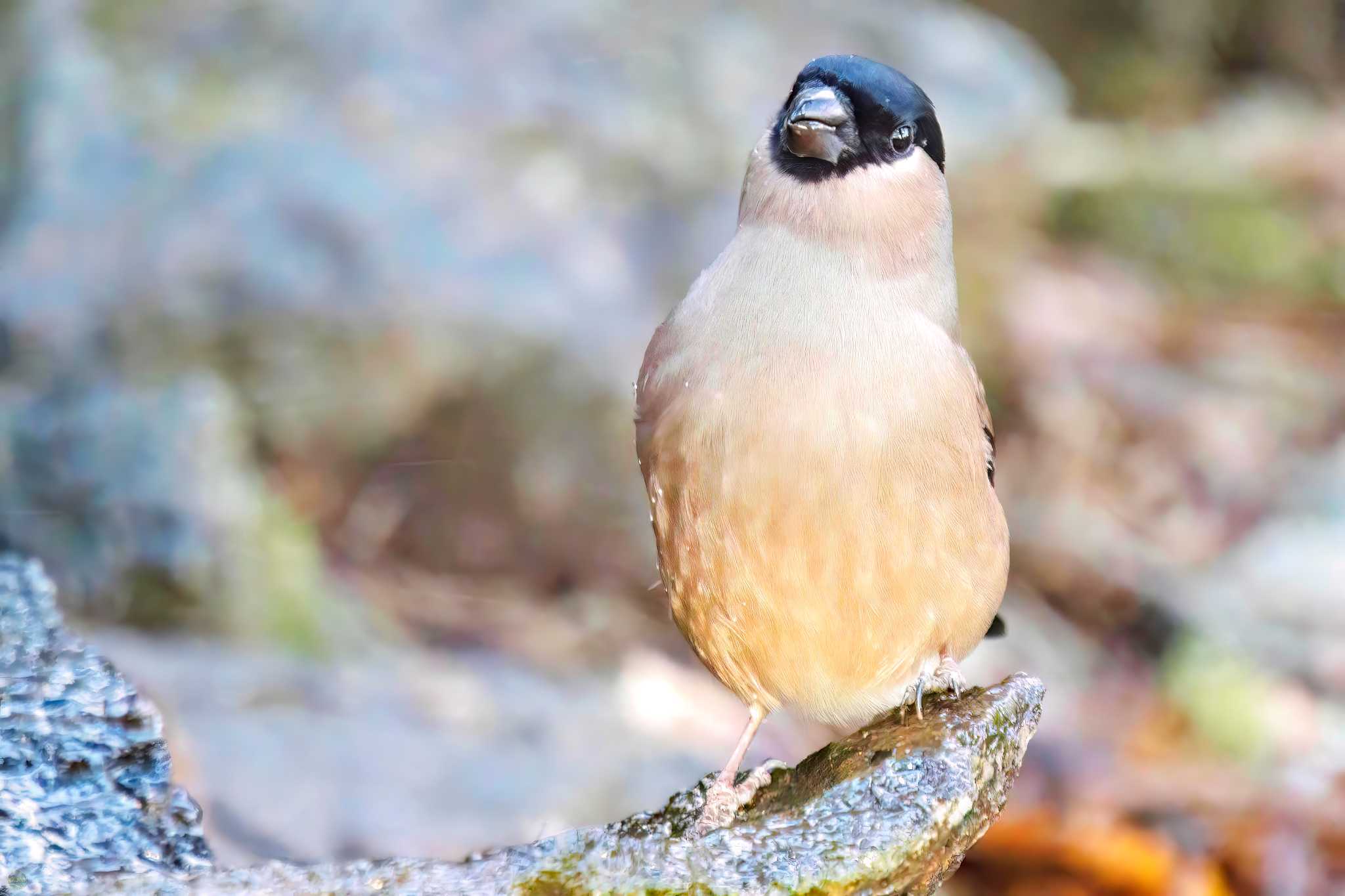 Photo of Eurasian Bullfinch at Mt. Tsukuba by d3_plus