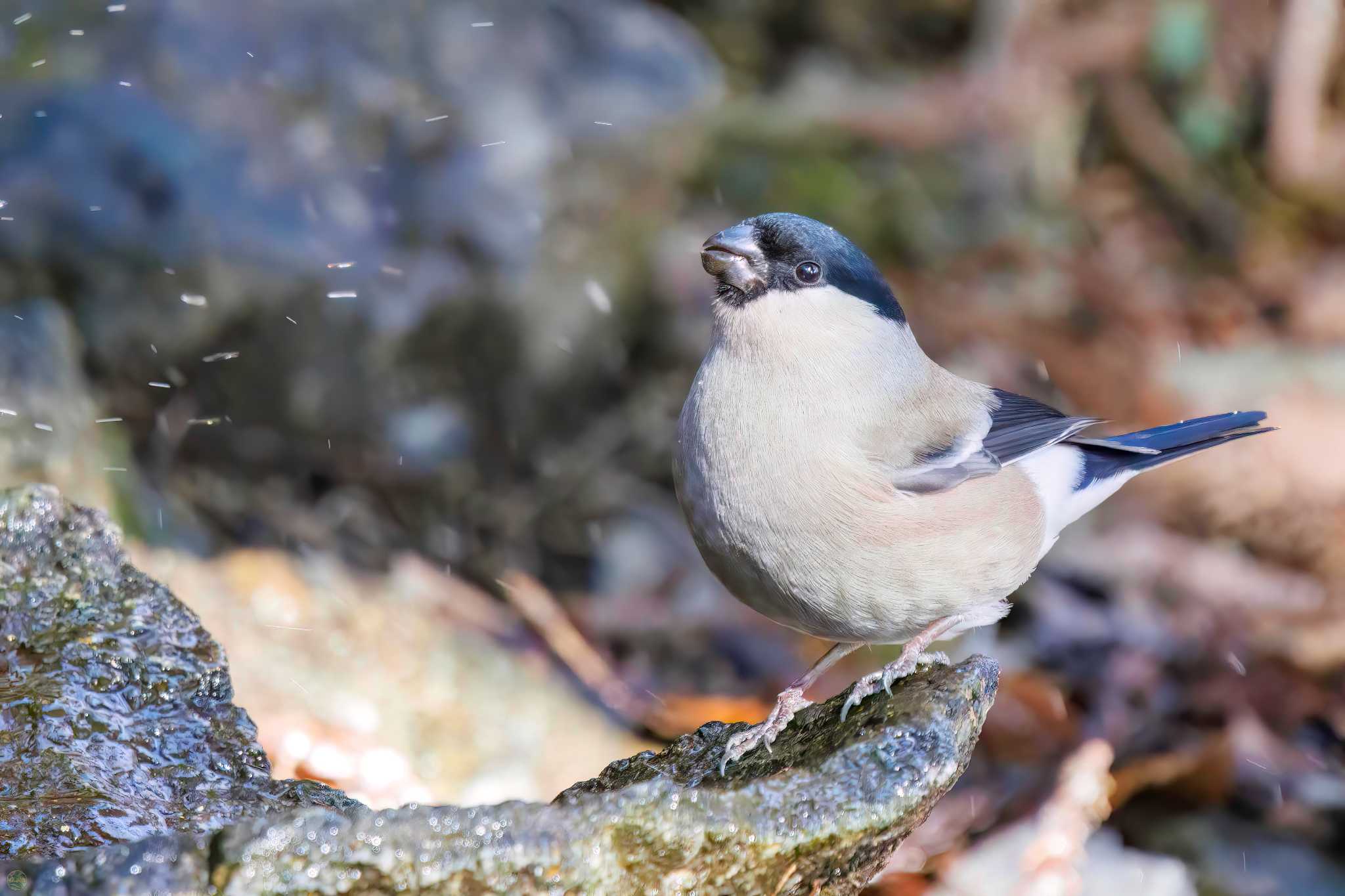 Photo of Eurasian Bullfinch at Mt. Tsukuba by d3_plus