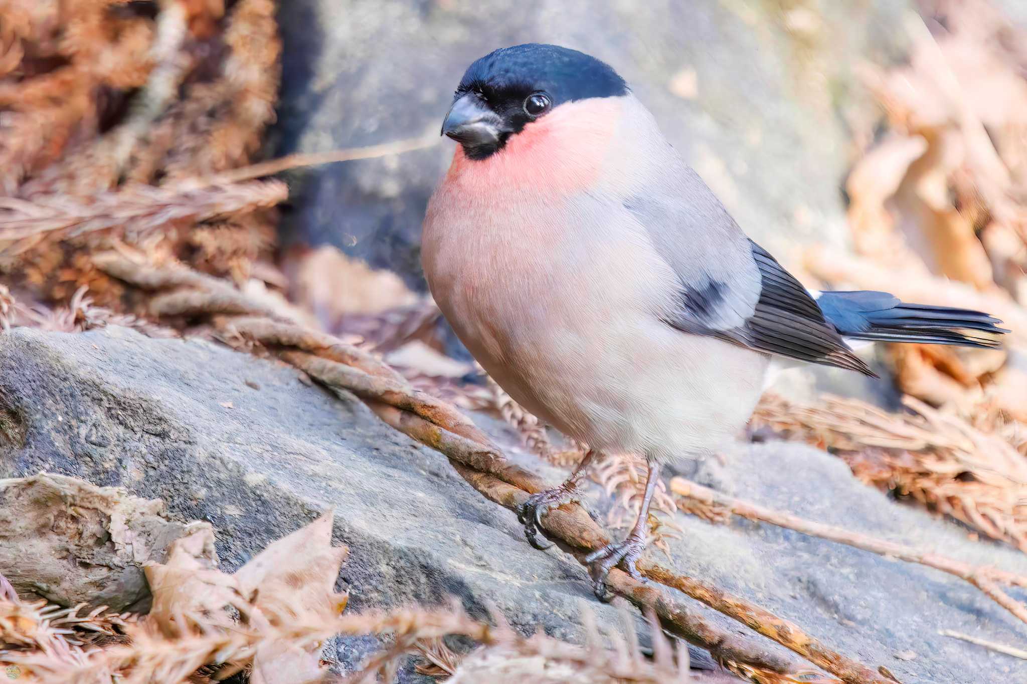 Photo of Eurasian Bullfinch at Mt. Tsukuba by d3_plus