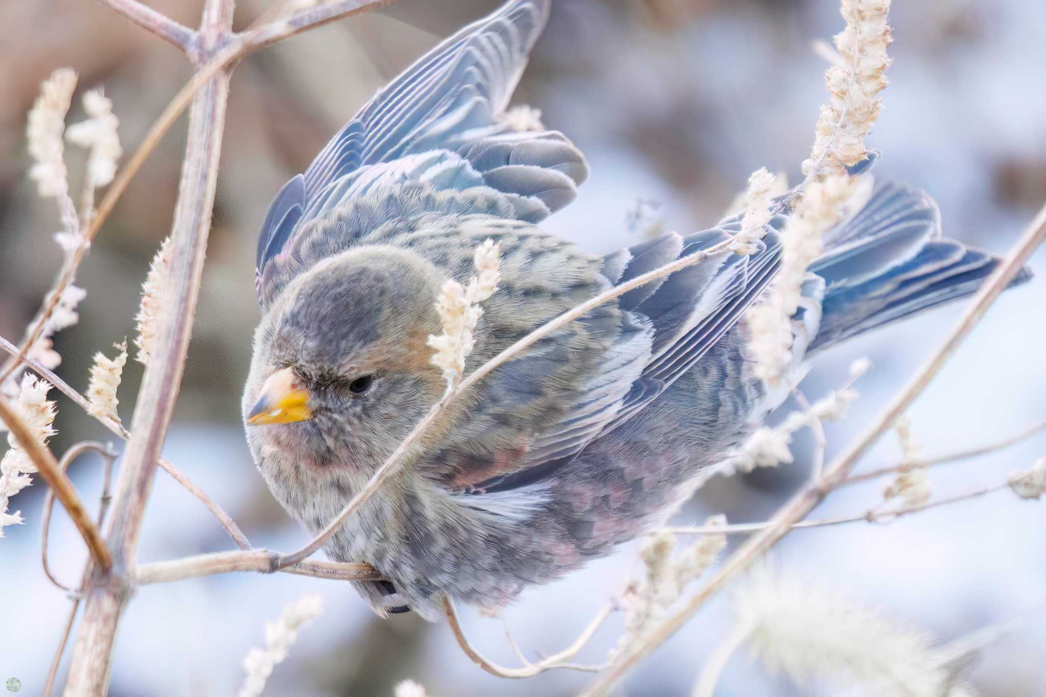 Photo of Asian Rosy Finch at Mt. Tsukuba by d3_plus