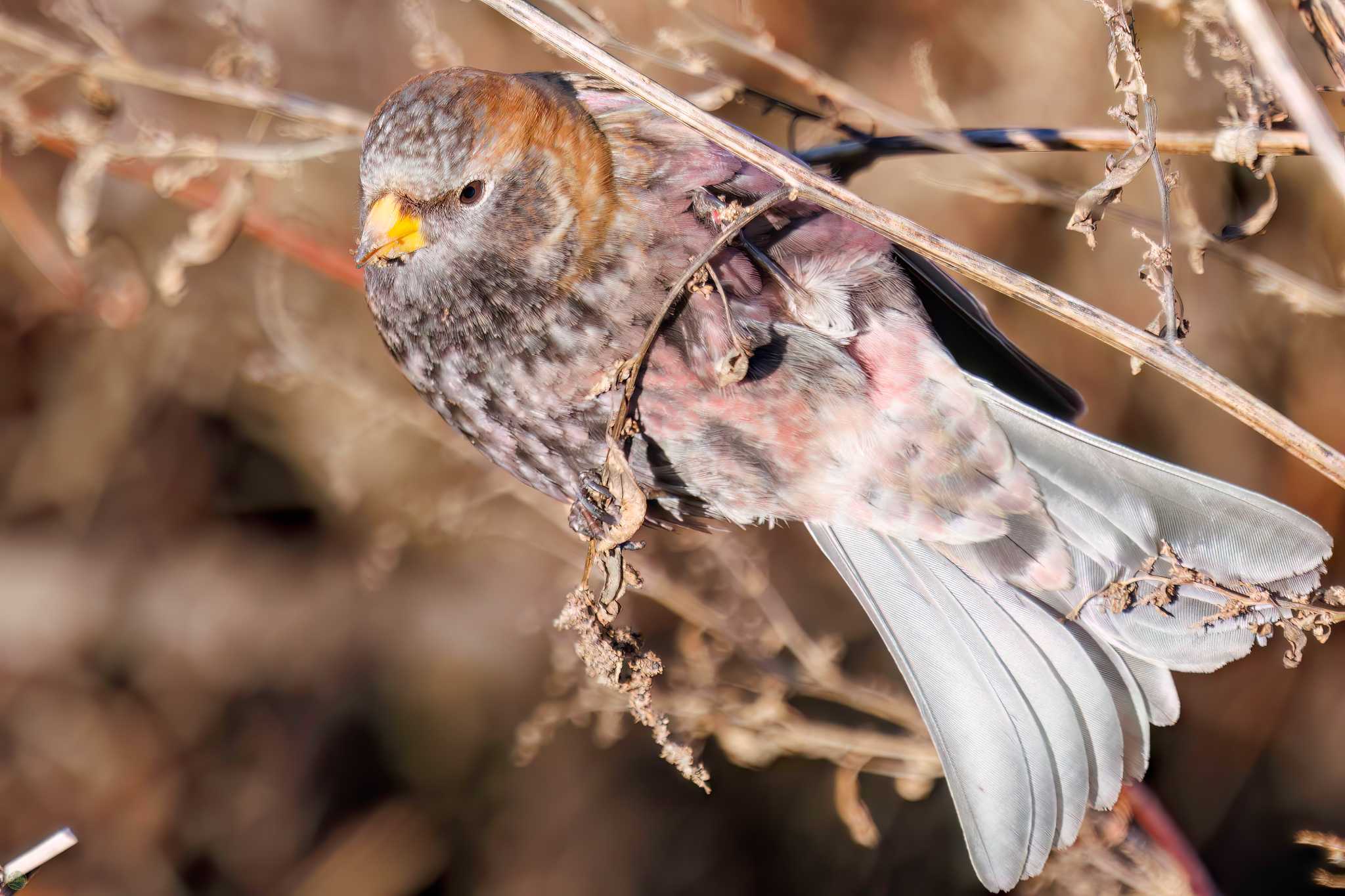 Photo of Asian Rosy Finch at Mt. Tsukuba by d3_plus