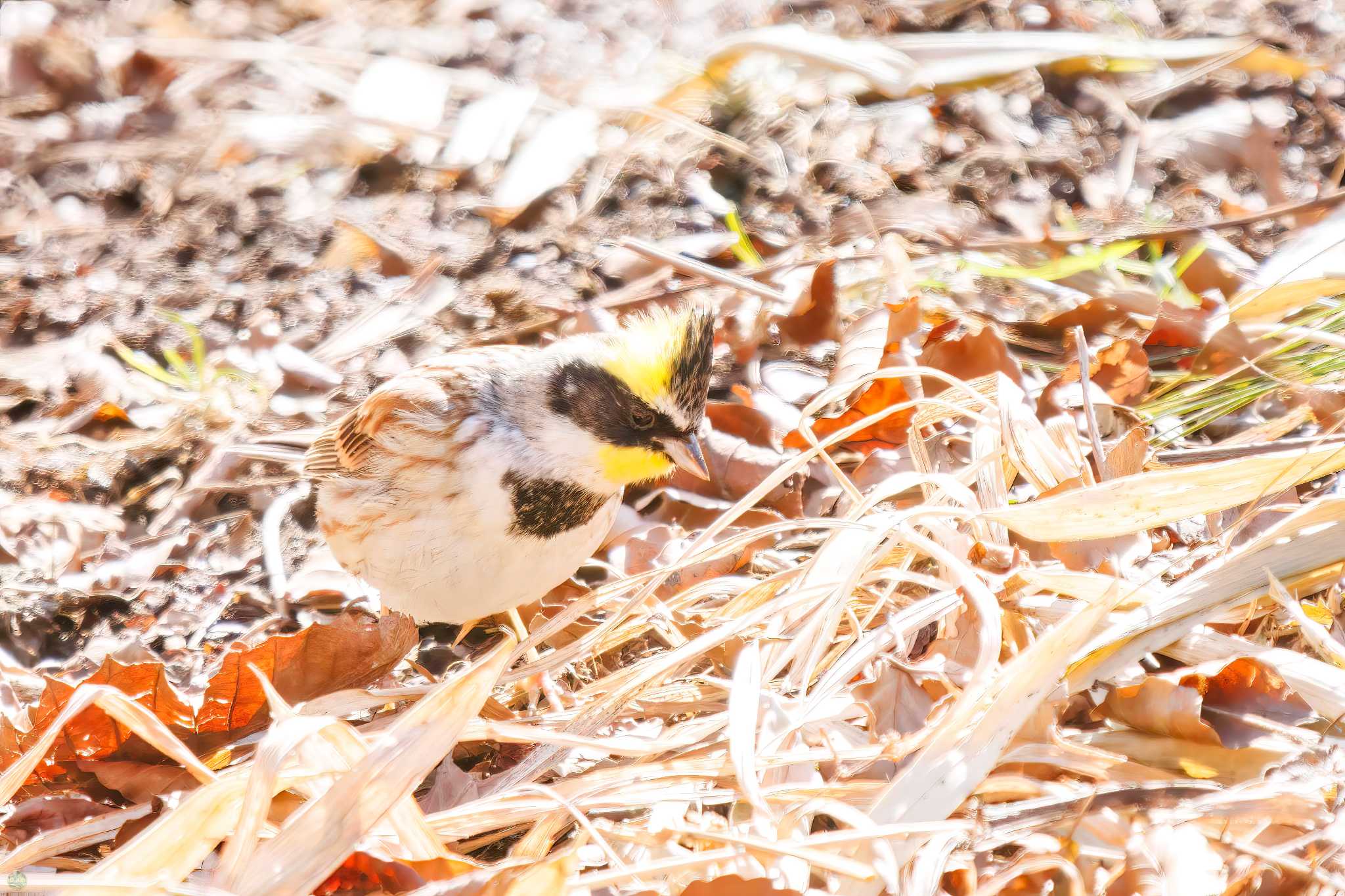 Photo of Yellow-throated Bunting at Mt. Tsukuba by d3_plus