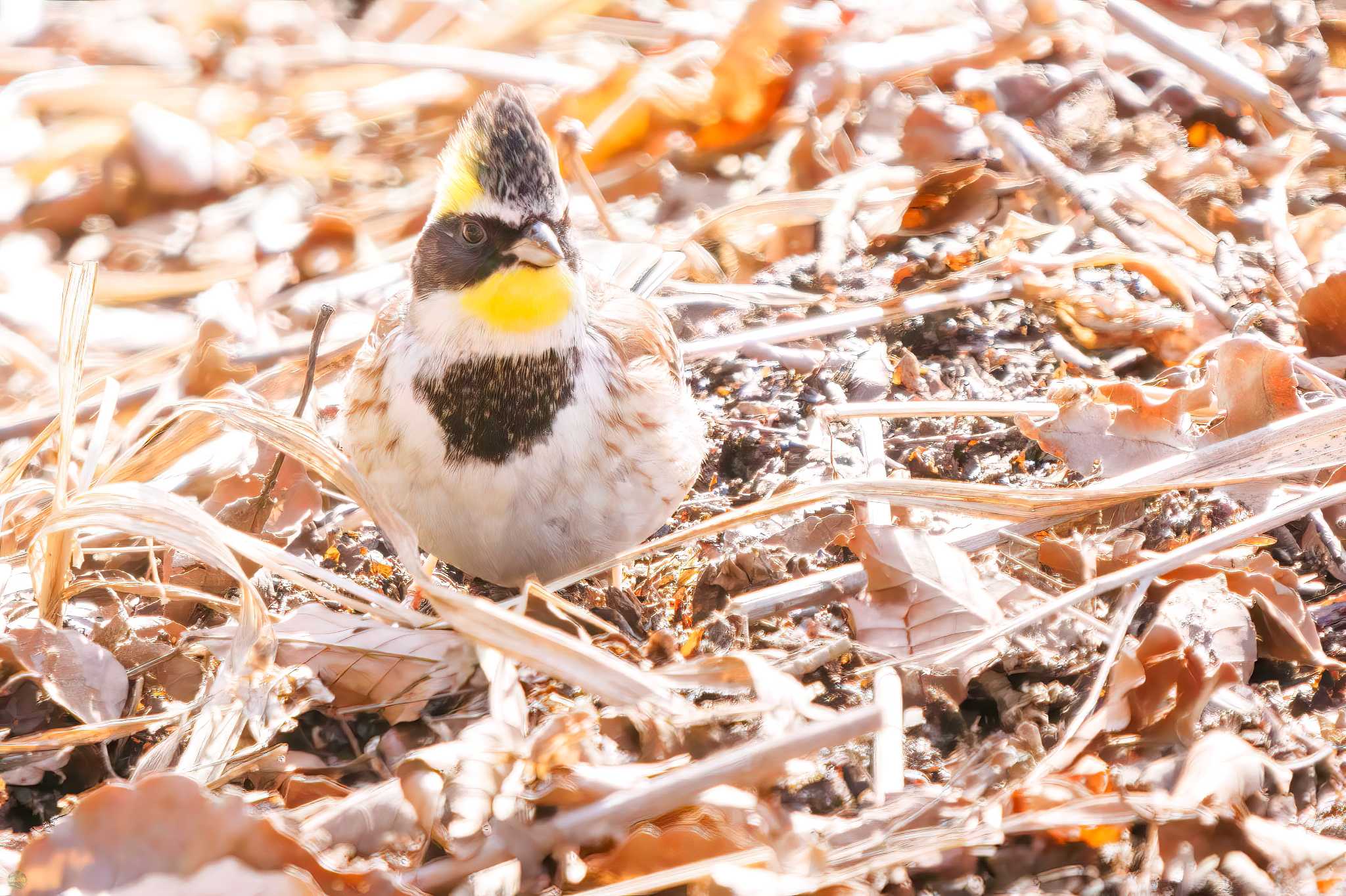 Photo of Yellow-throated Bunting at Mt. Tsukuba by d3_plus