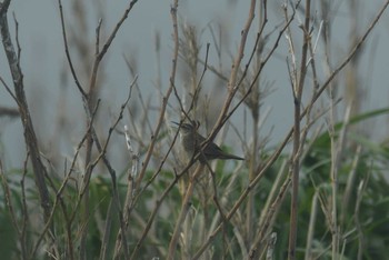 Styan's Grasshopper Warbler Miyakejima Island Sun, 5/20/2018