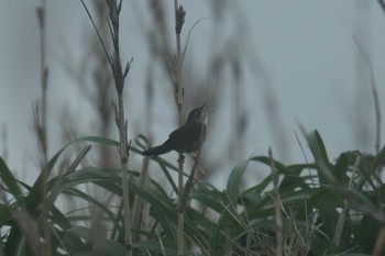 Styan's Grasshopper Warbler Miyakejima Island Sun, 5/20/2018