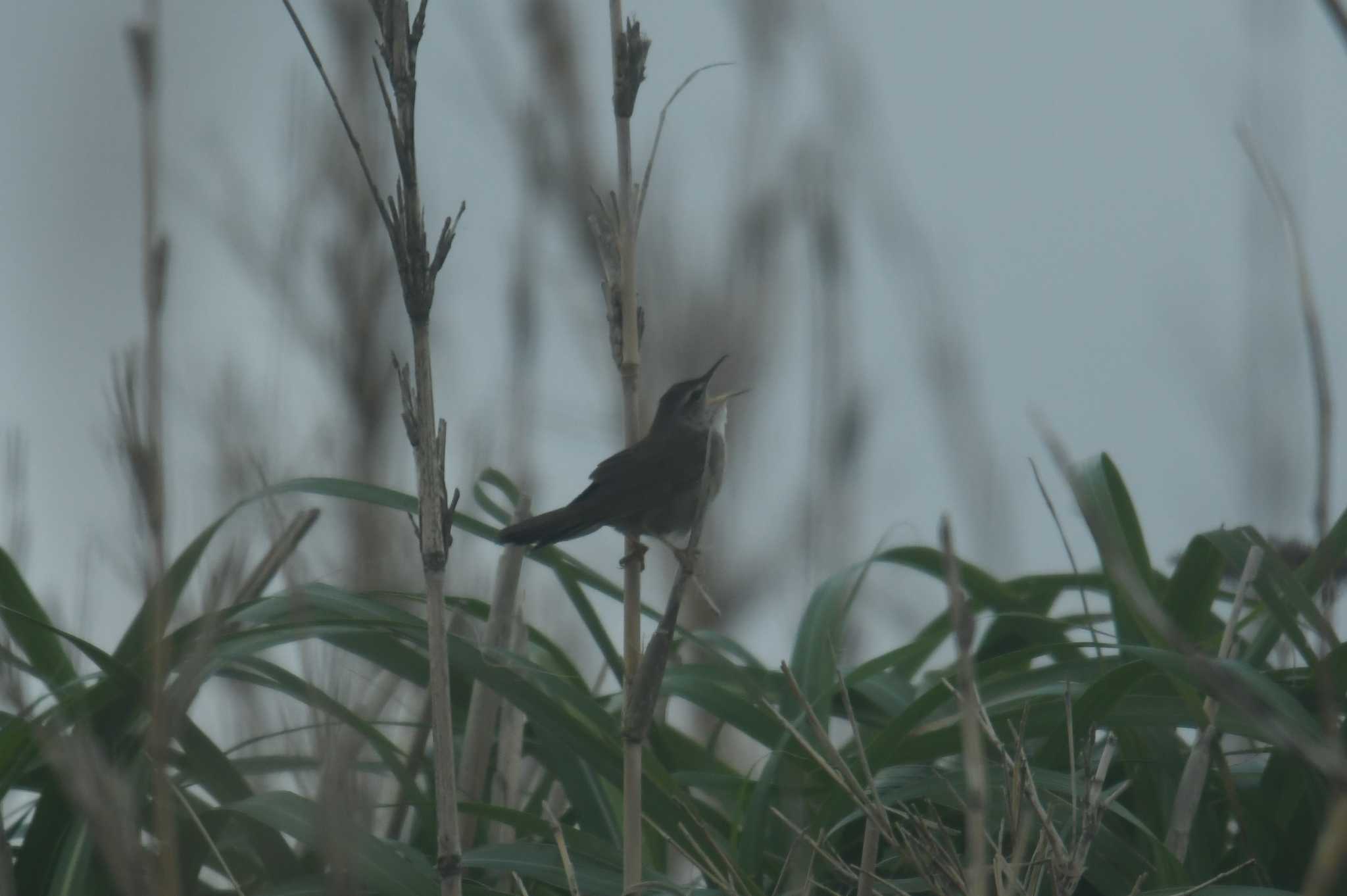 Photo of Styan's Grasshopper Warbler at Miyakejima Island by あひる