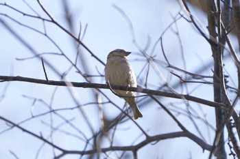 Russet Sparrow 戦場ヶ原 オスもメスの側に Sat, 4/1/2023