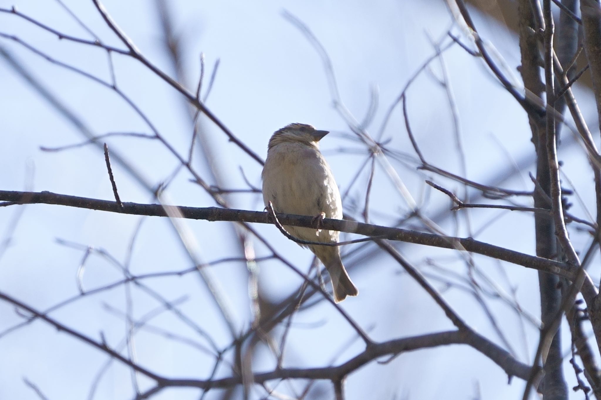 Photo of Russet Sparrow at 戦場ヶ原 オスもメスの側に by アカウント5227