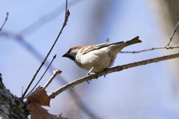 Russet Sparrow 戦場ヶ原 営巣開始 Sat, 4/1/2023