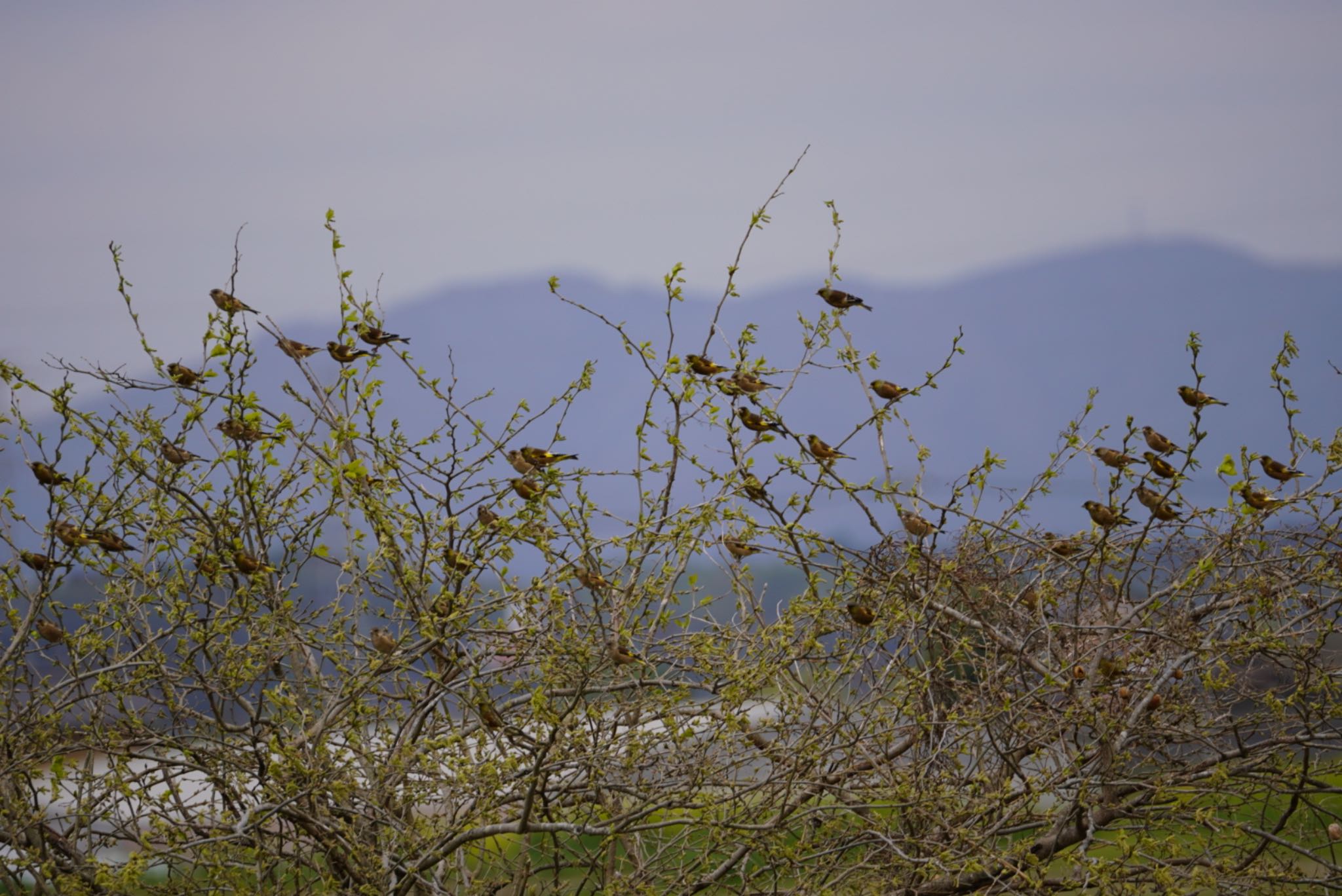 Photo of Grey-capped Greenfinch at 高浜干拓地(茨城県) by ぱ〜る