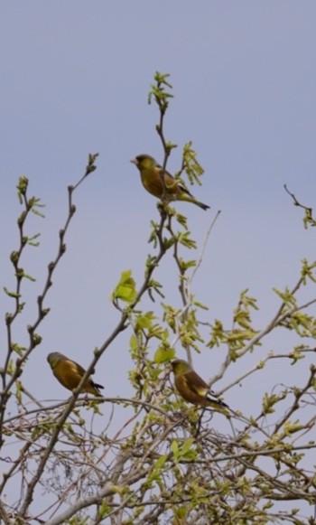 Grey-capped Greenfinch 高浜干拓地(茨城県) Thu, 4/6/2023