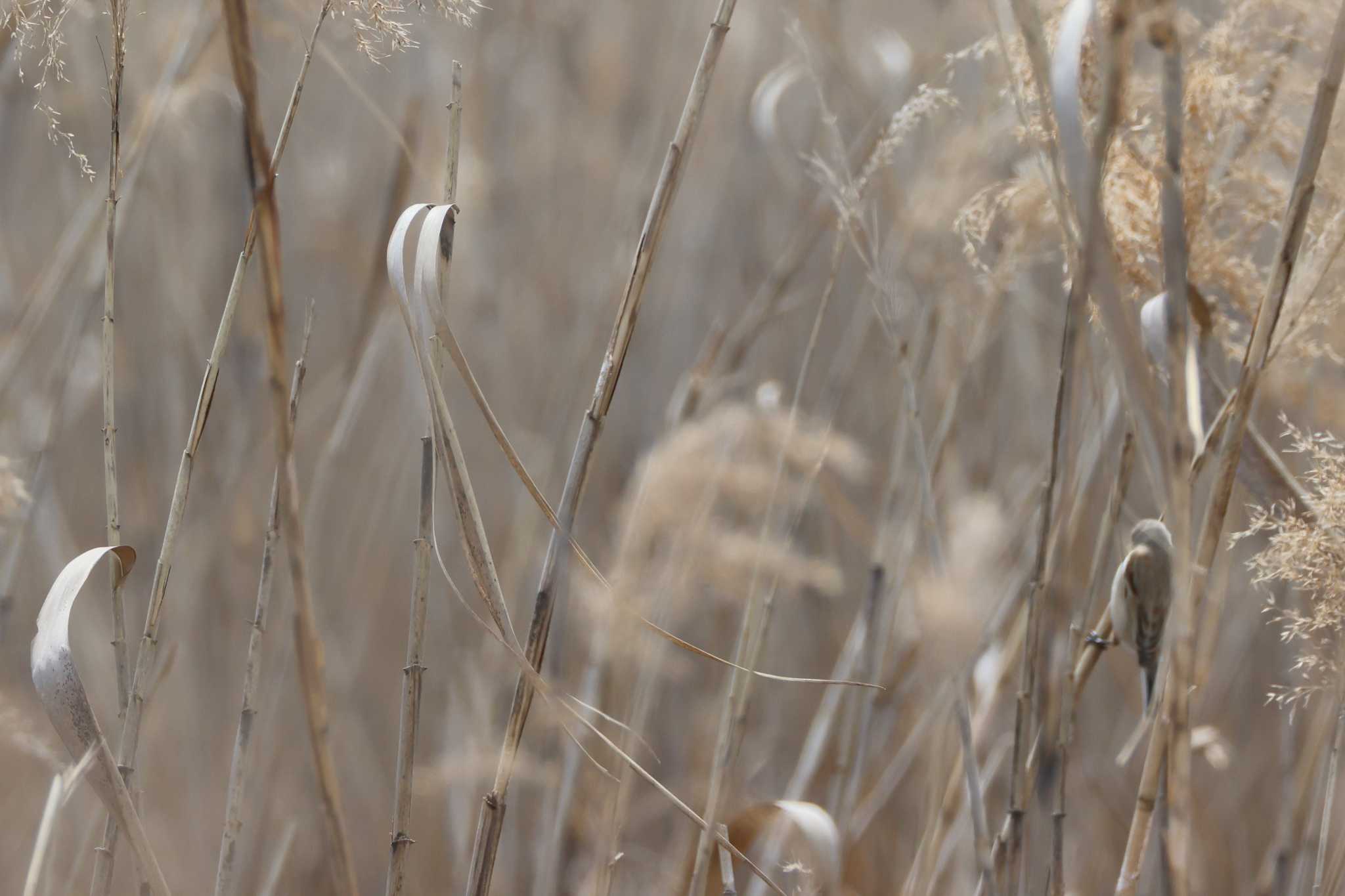 Photo of Chinese Penduline Tit at 長良川河口堰 by OHモリ