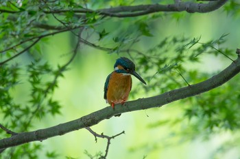 カワセミ 場所が不明 2018年5月23日(水)