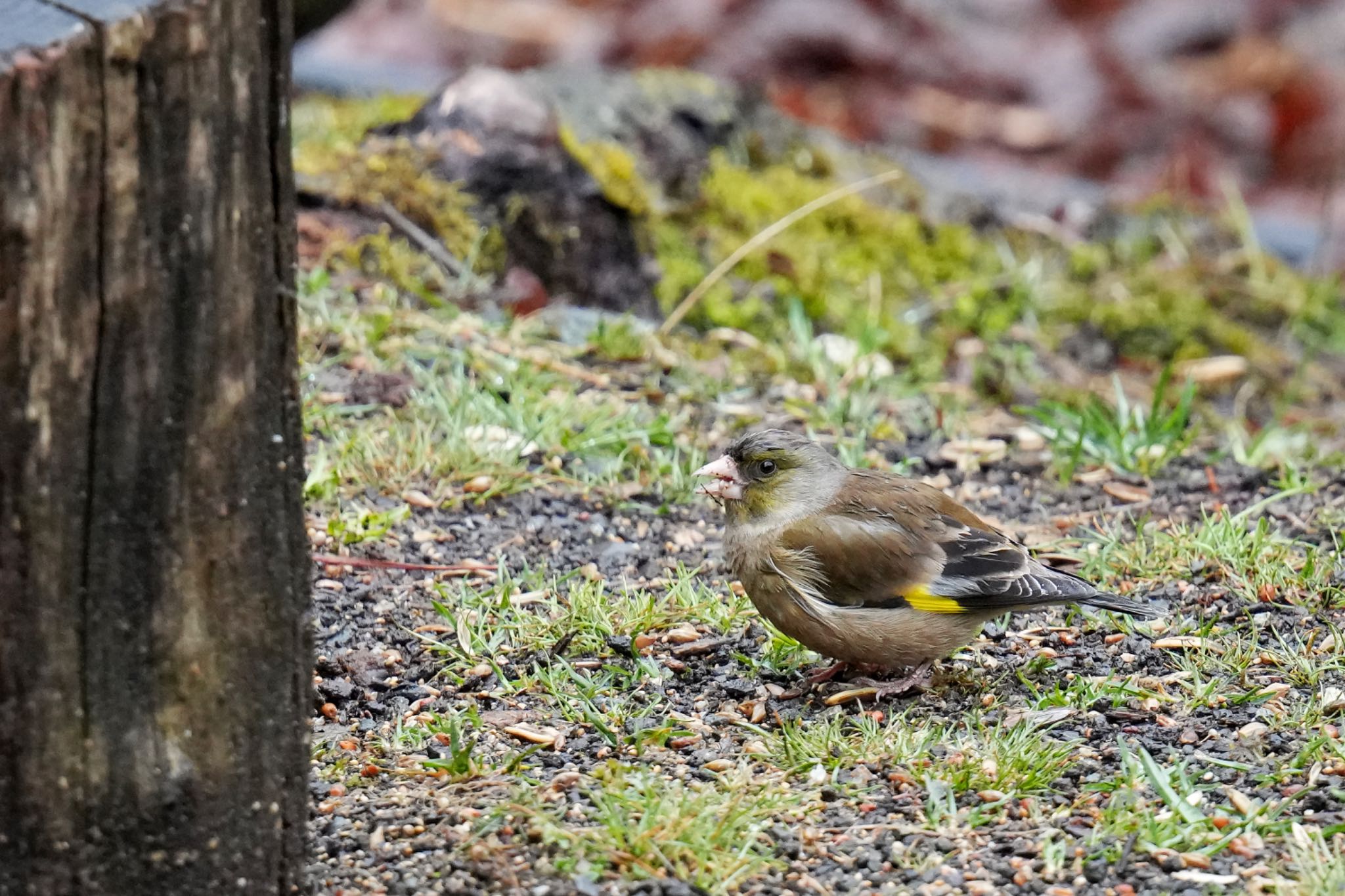 西湖野鳥の森公園 カワラヒワの写真 by アポちん