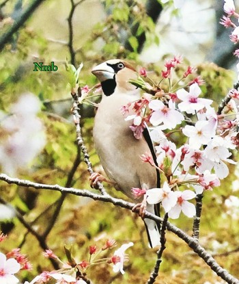 Hawfinch Unknown Spots Unknown Date