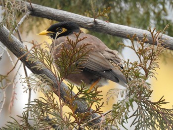 Common Myna 台糖湖濱生態歩道 Sun, 3/26/2023