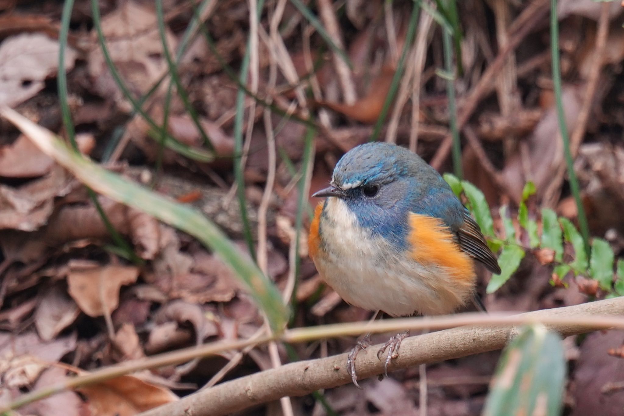 こども自然公園 (大池公園/横浜市) ルリビタキの写真 by アポちん