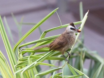 Yellow-vented Bulbul Ho Chi Minh City, Vietnam  Thu, 4/6/2023